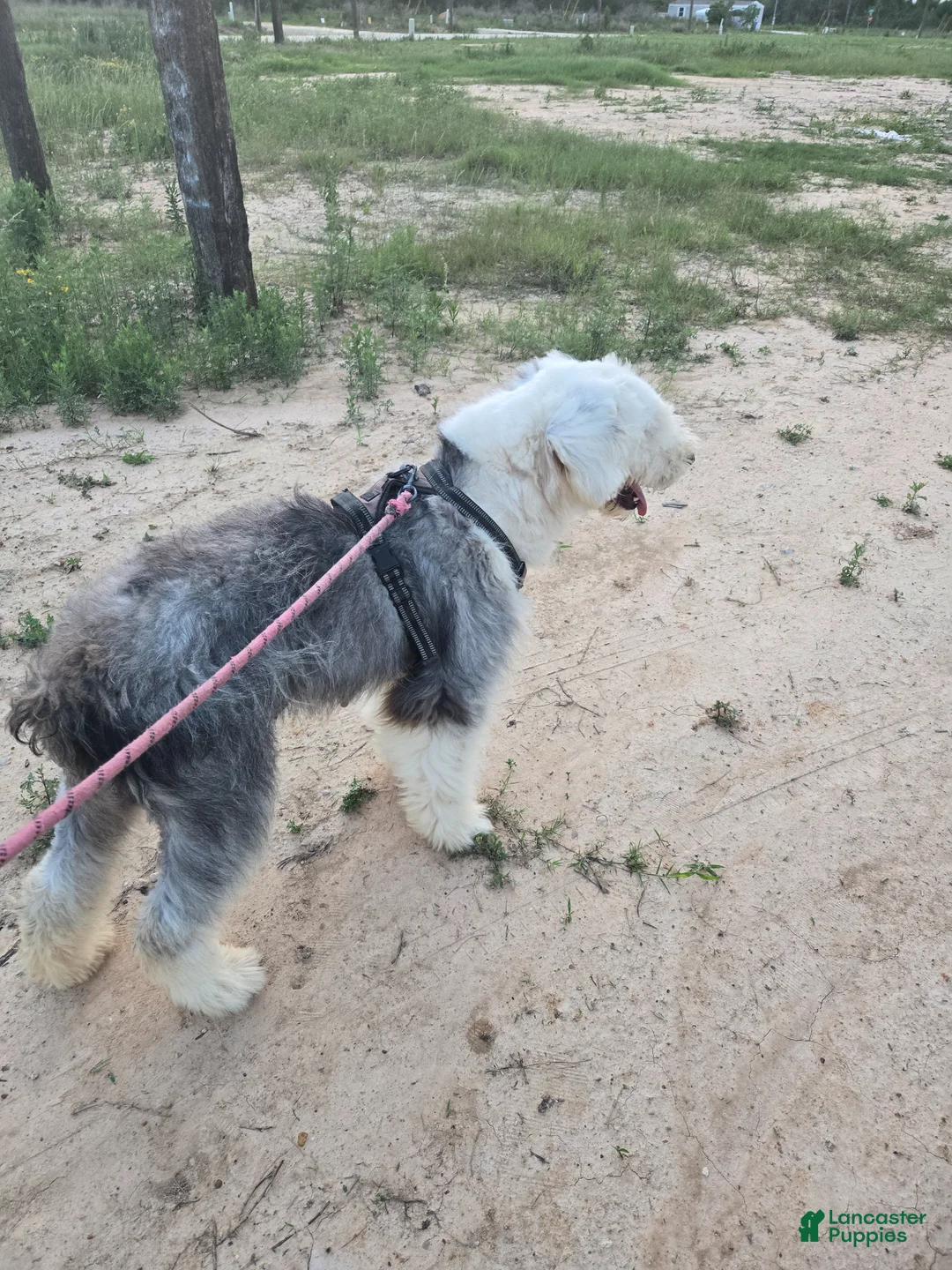 Old English Sheepdog dogs for sale: Old English Sheepdog Puppy 3 - Ad 2