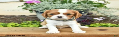 Doug 