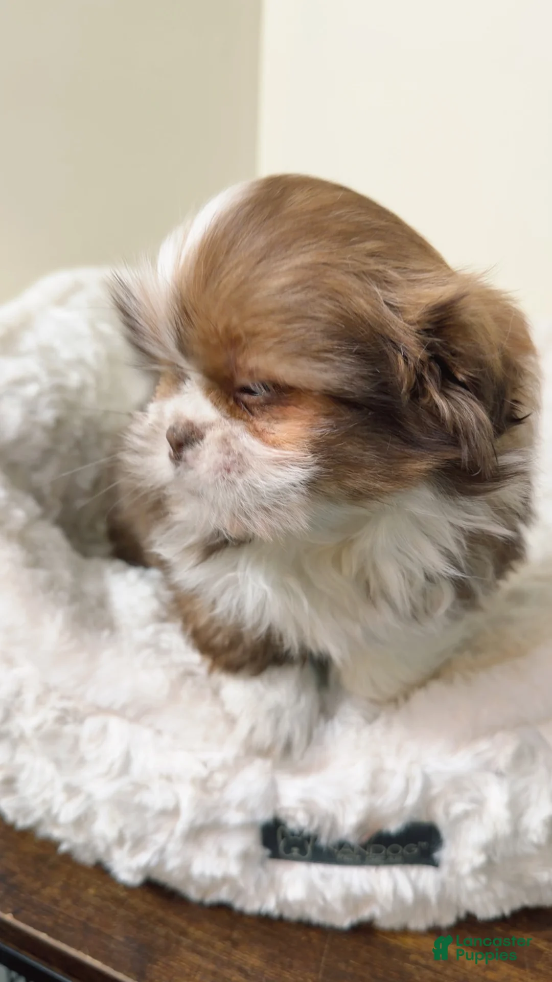 Shih Tzu dogs for sale: Brownie - Ad 3