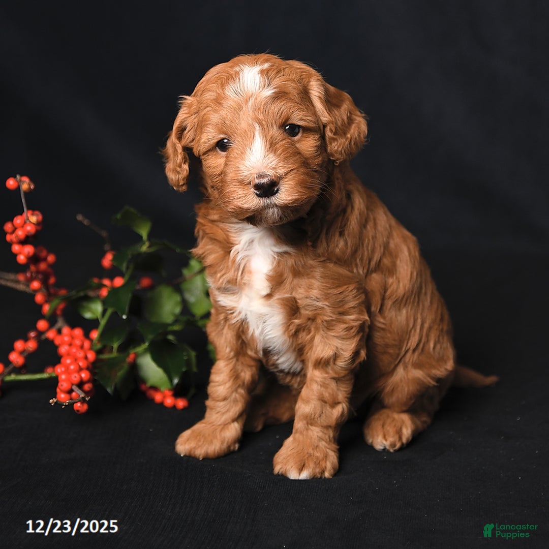 Cockapoo dogs for sale: Jubilee - Ad 2