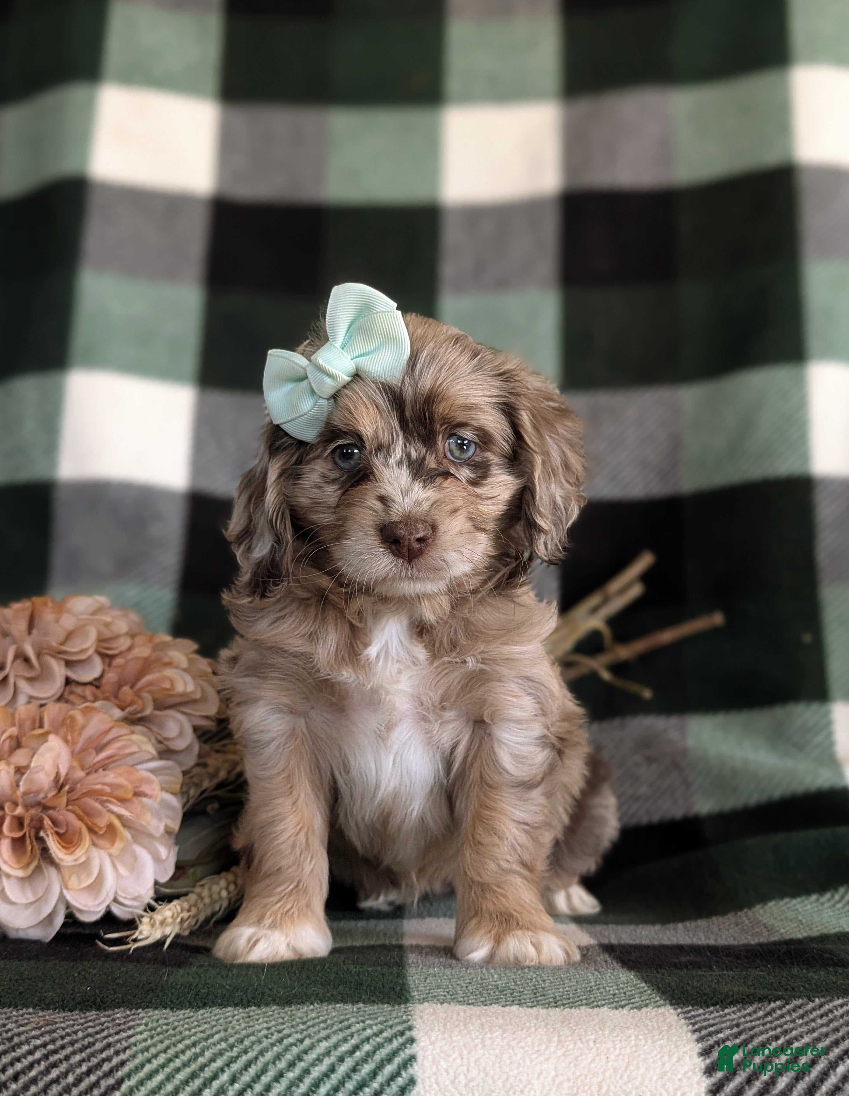 Cockapoo dogs Lucia - Ad 2