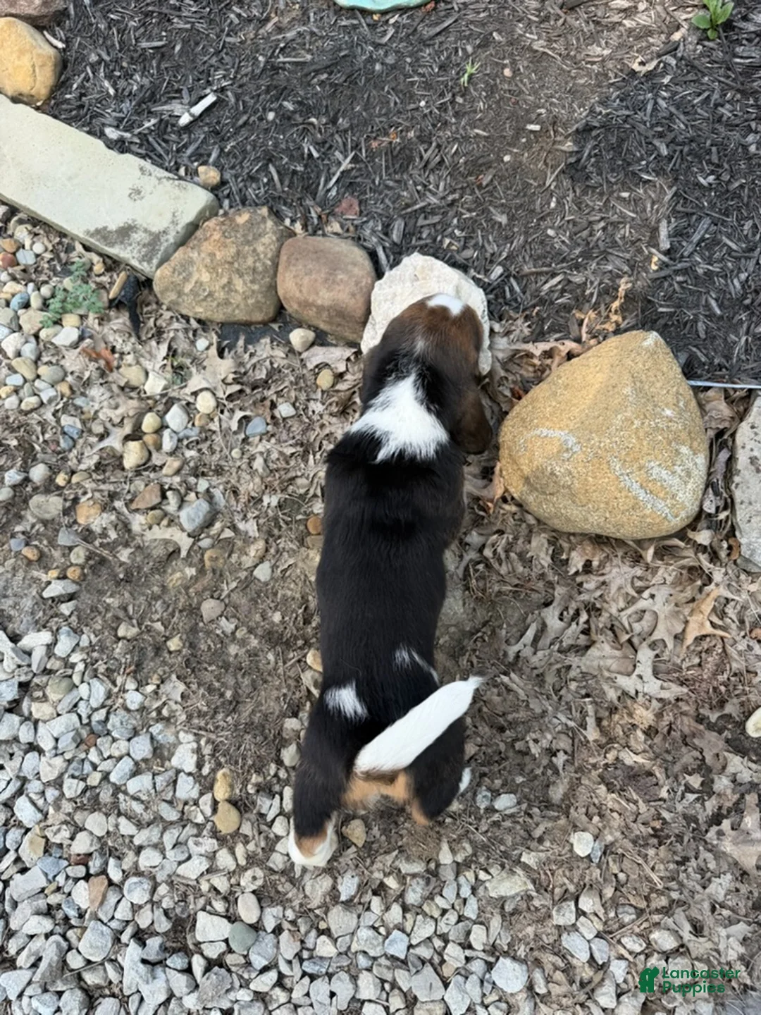 Basset Hound dogs for sale: Martha - Ad 1