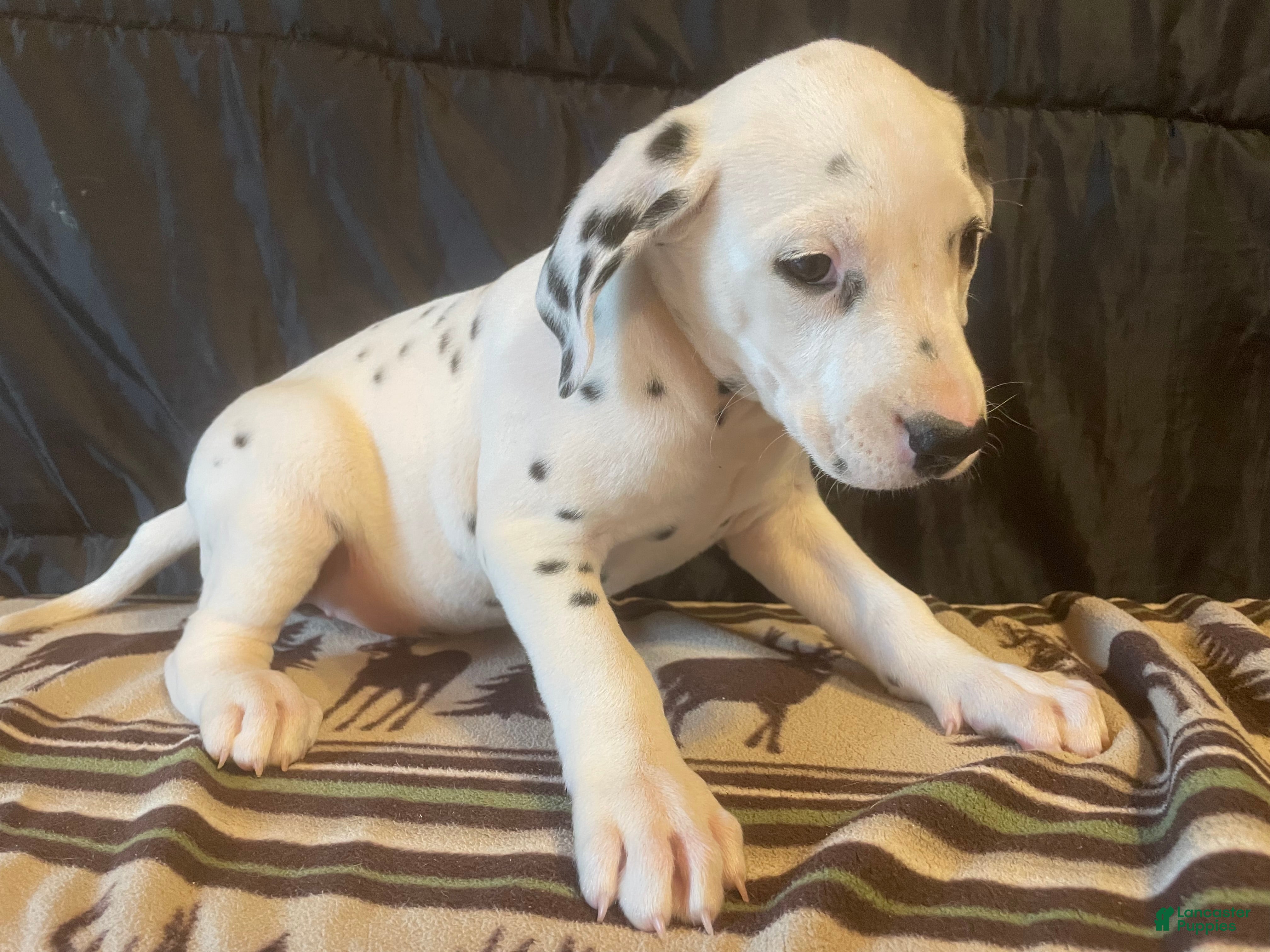 Dalmatian dogs Maple - Ad 1