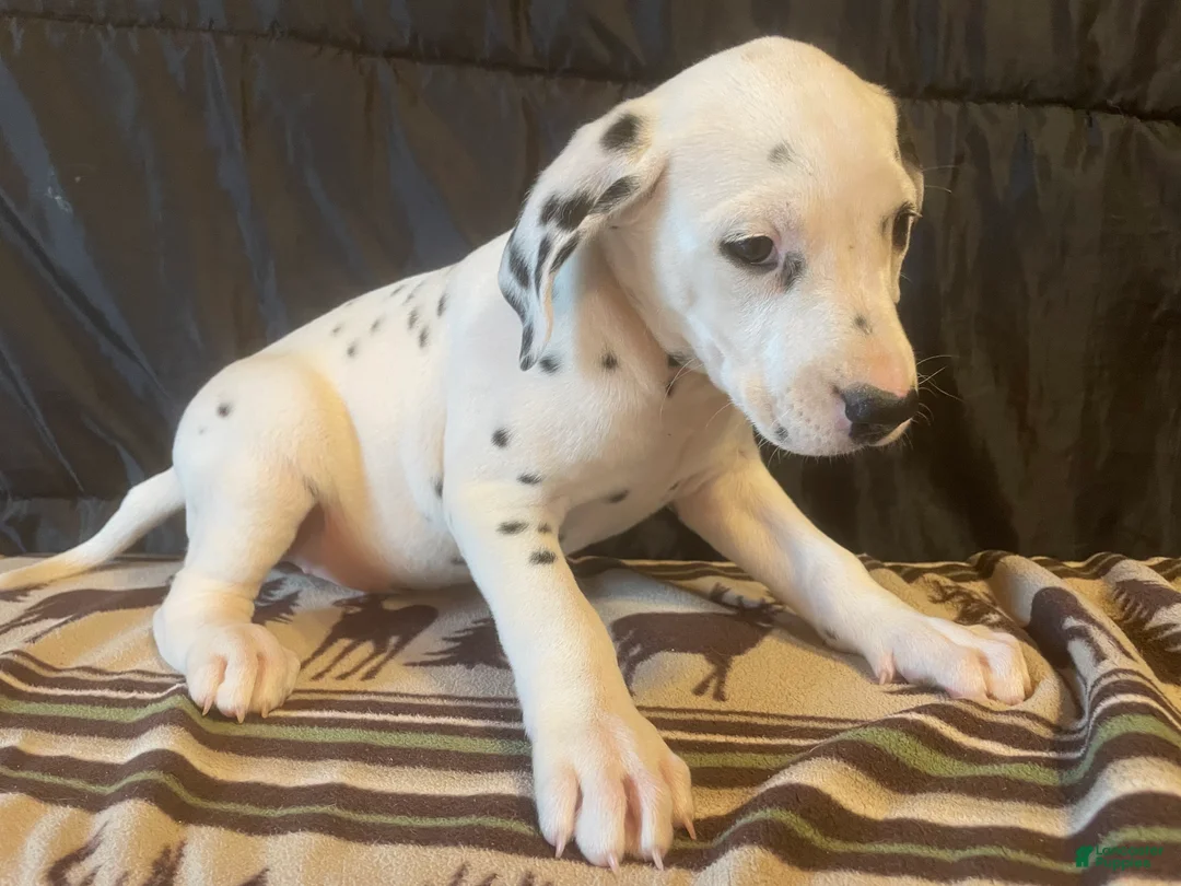 Dalmatian dogs for sale: Maple - Ad 1