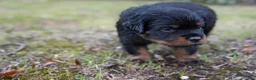 Rottweiler dogs for sale: Rottweiler 1 - Ad 6