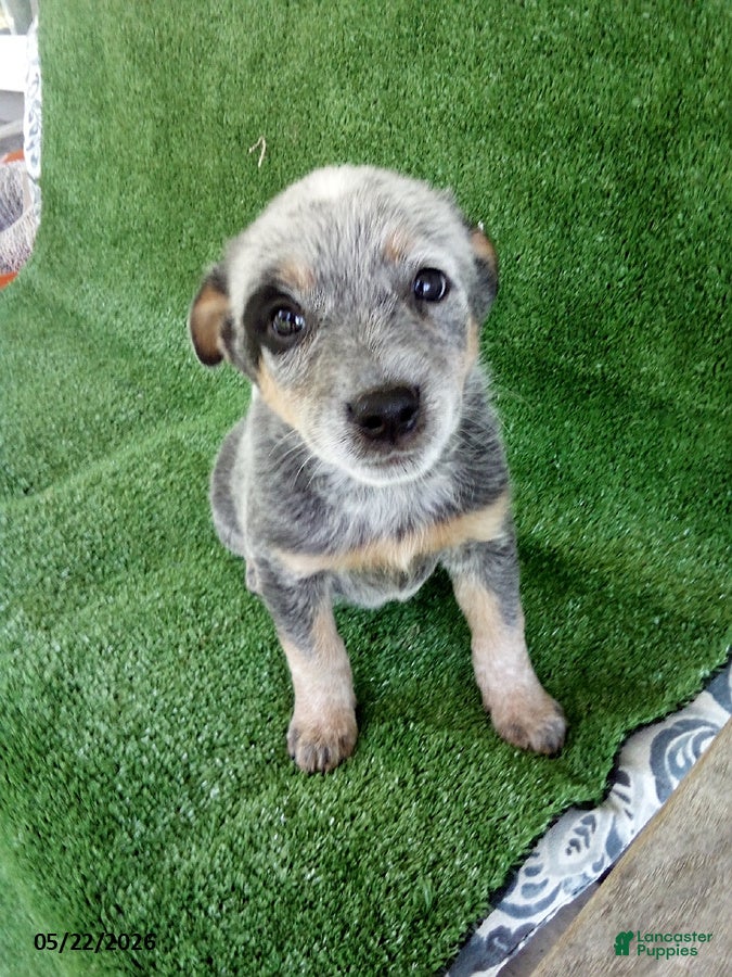 Australian Cattle Dog dogs Sara  - Ad 1