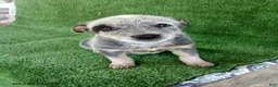 Australian Cattle Dog dogs for sale: Sara  - Ad 1