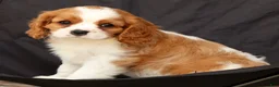 Cavalier King Charles Spaniel dogs for sale: Silas - Ad 9