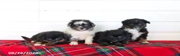 Toy Australian Shepherd dogs for sale: Jack  - Ad 2