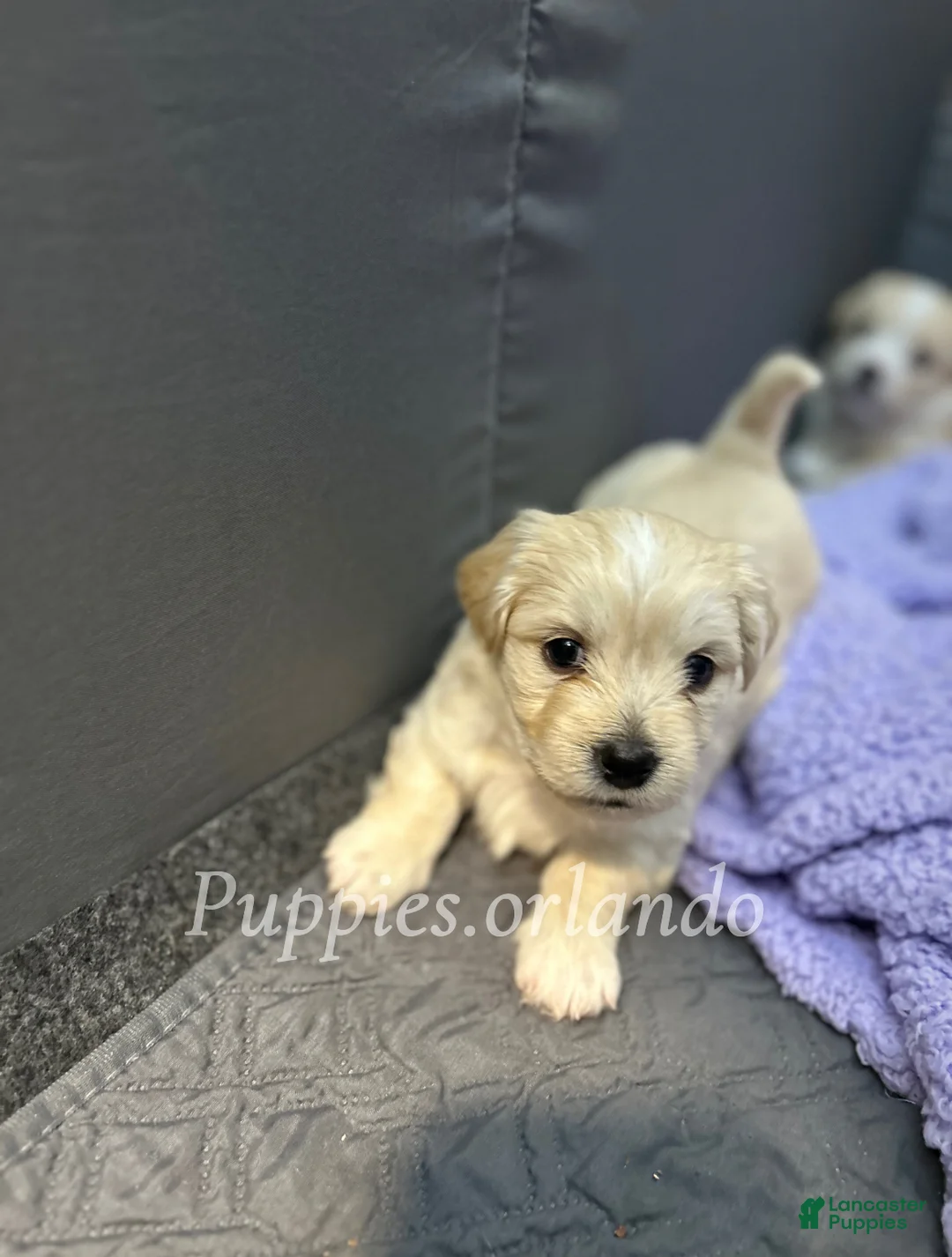 Mixed Breed dogs for sale: Mixed Breed Puppy 1 - Ad 2