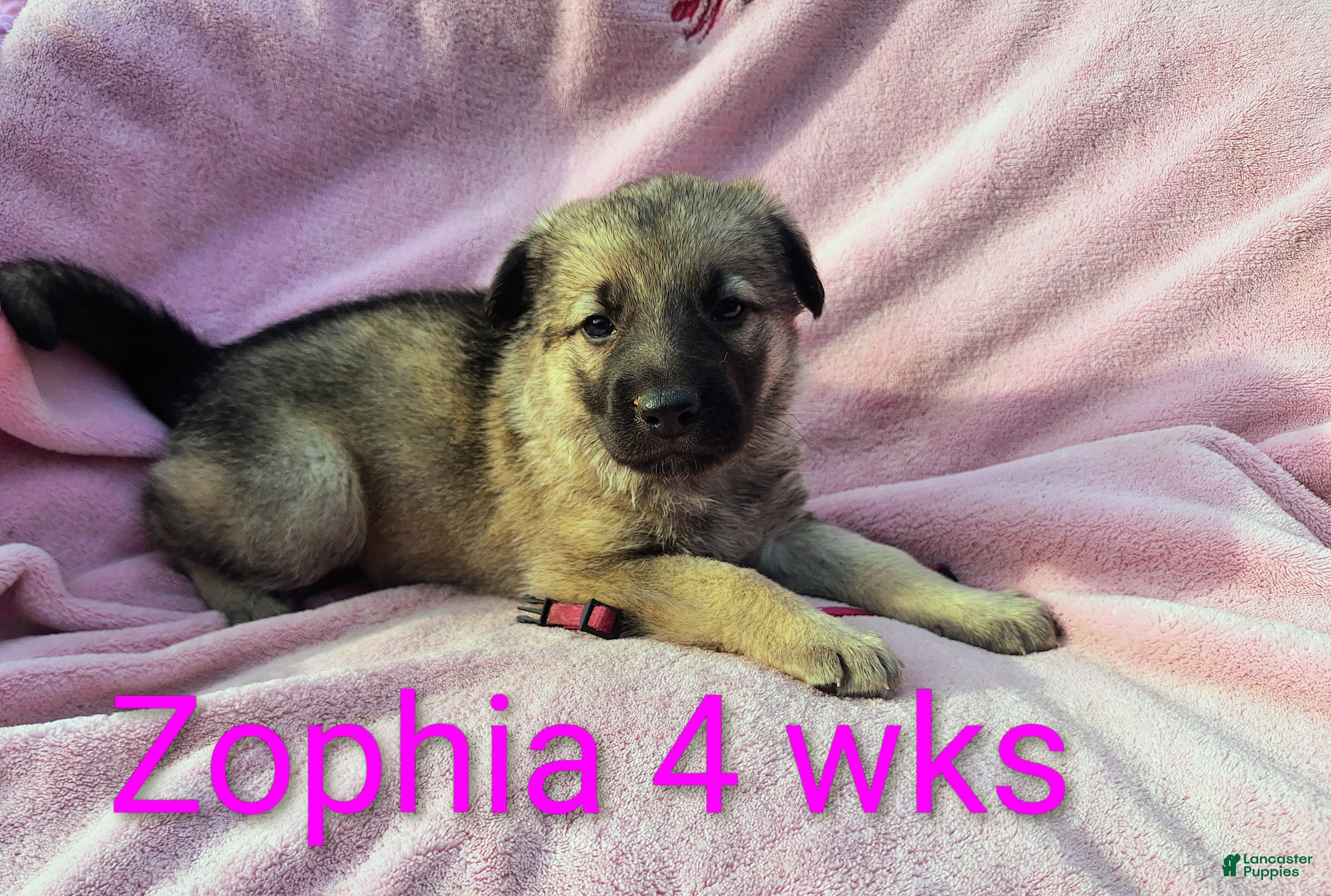 German Shepherd dogs Zophia  - Ad 2