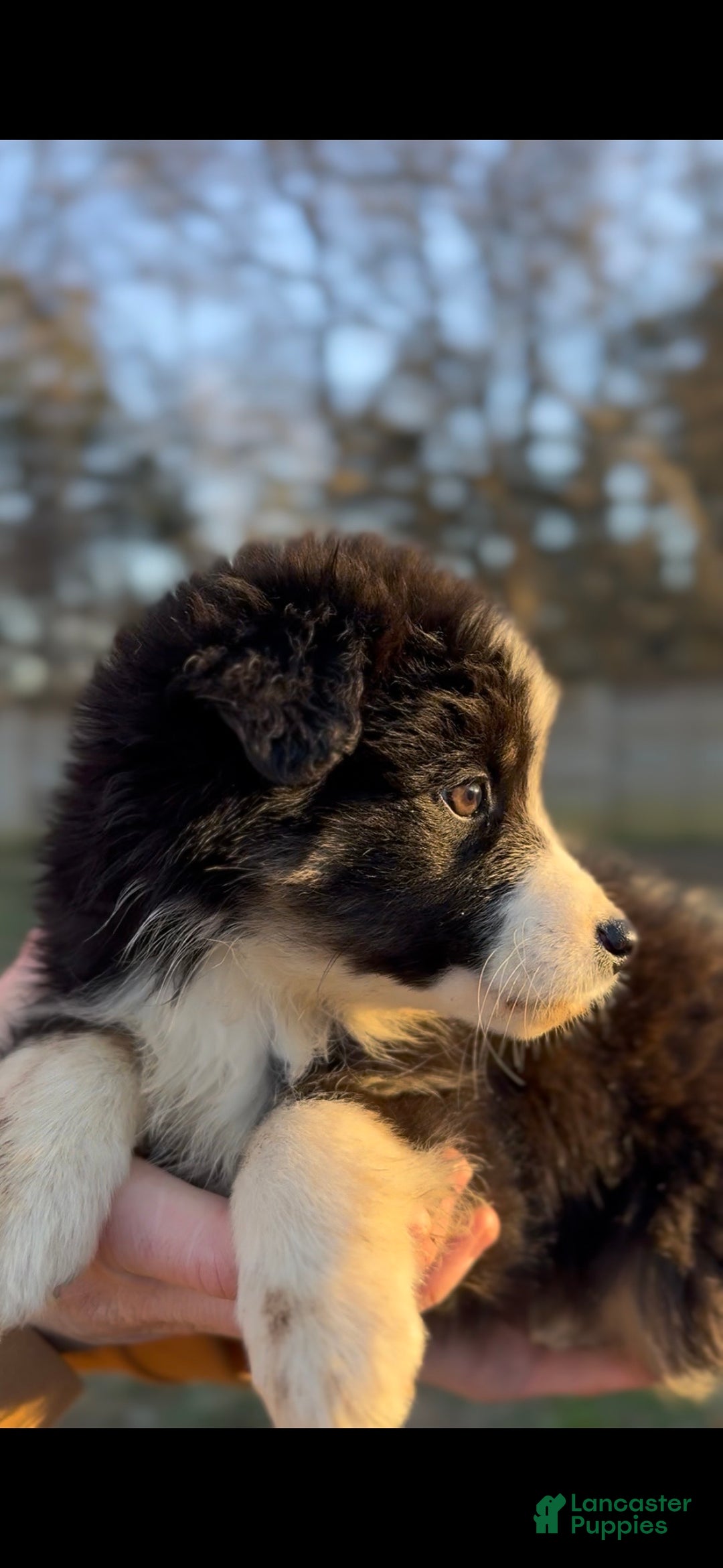 Miniature Australian Shepherd dogs for sale: Luna - Ad 5