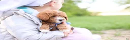Goldendoodle dogs for sale: Auggie - Ad 3