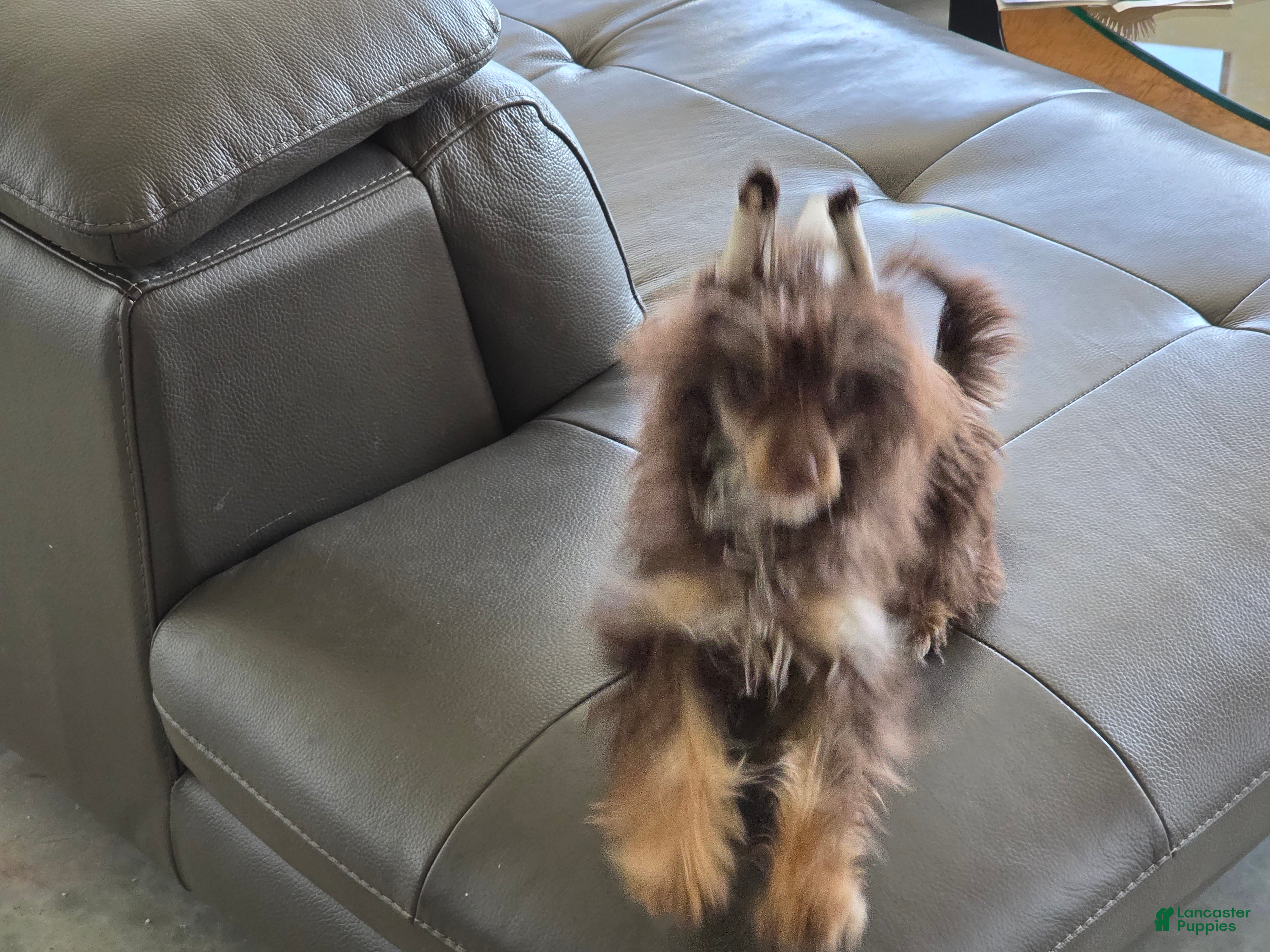 Chinese Crested dogs Chinese Crested Puppy 1 - Ad 1