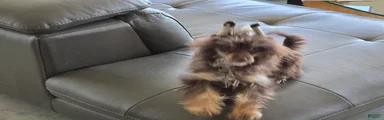 Chinese Crested Puppy 1