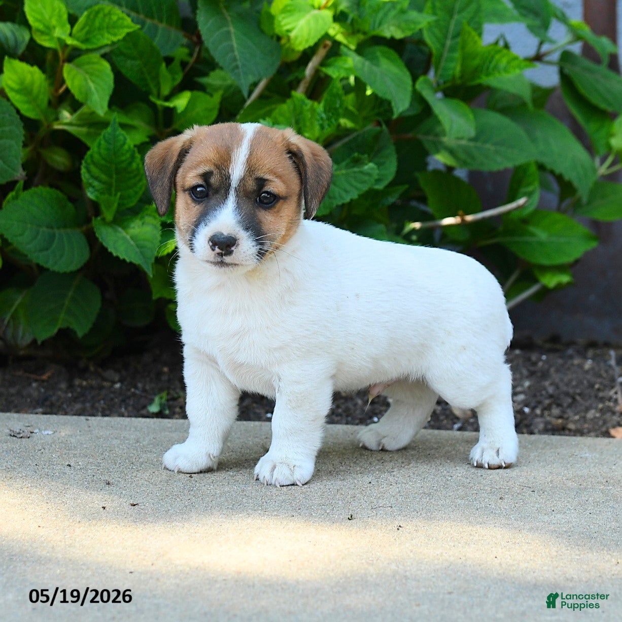 Jack Russell Terrier dogs Benedict - Ad 2