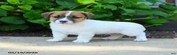 Jack Russell Terrier dogs for sale: Benedict - Ad 2