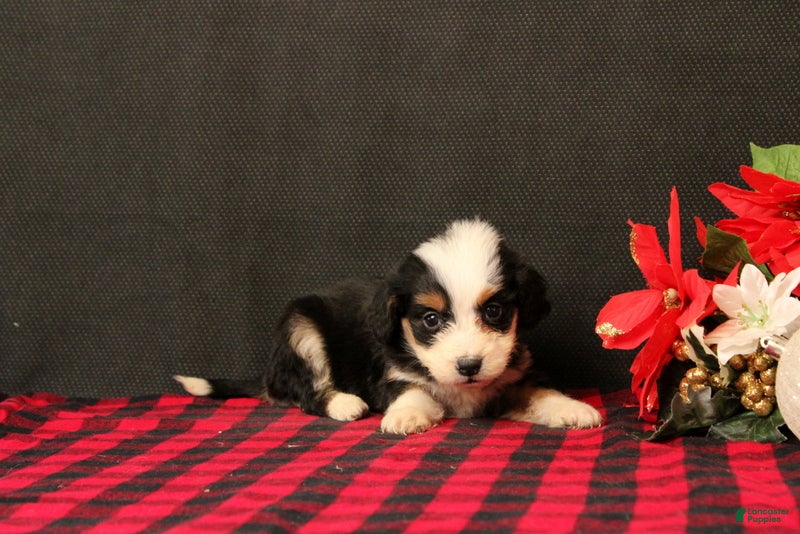 Mini Bernedoodle dogs Omah - Ad 26