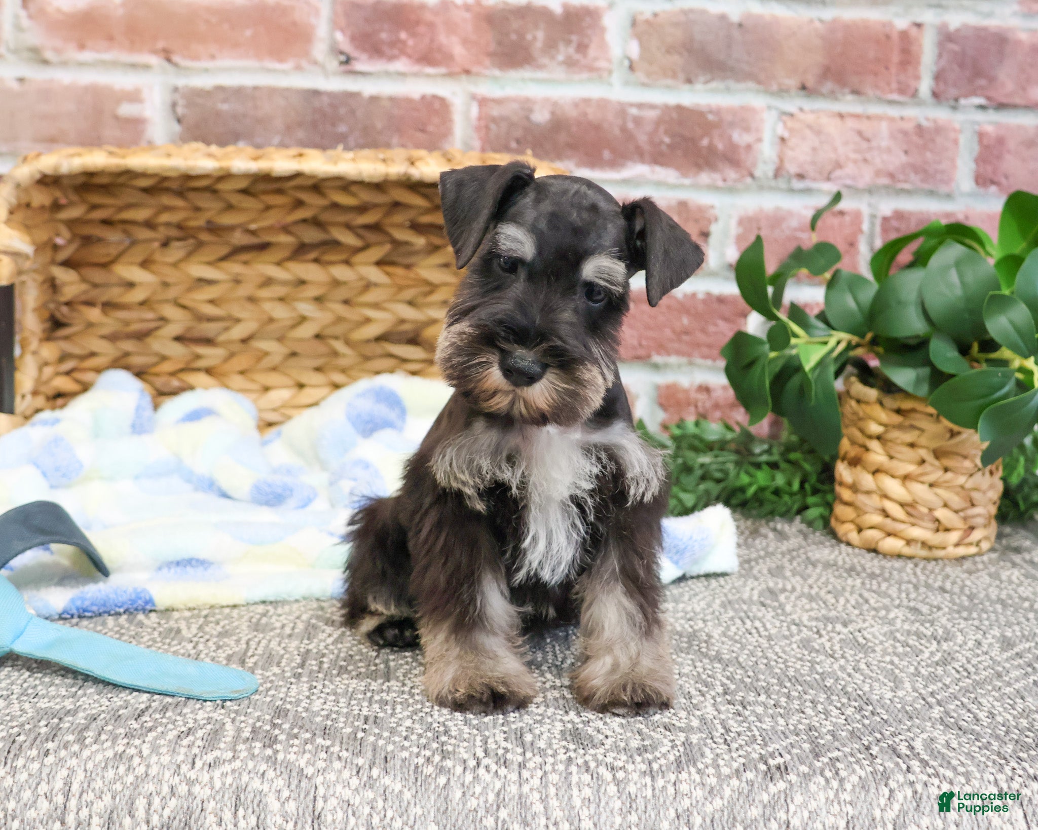 Miniature Schnauzer dogs Tyson - Ad 41