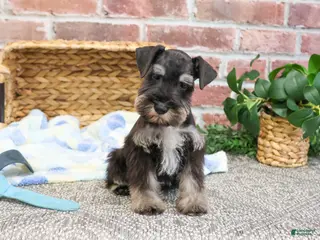 Miniature Schnauzer dogs Tyson - Ad 32