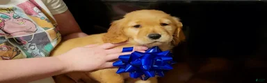 Golden Retriever Puppy 5