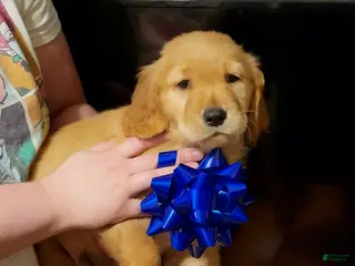 Golden Retriever dogs Golden Retriever Puppy 5 - Ad 8