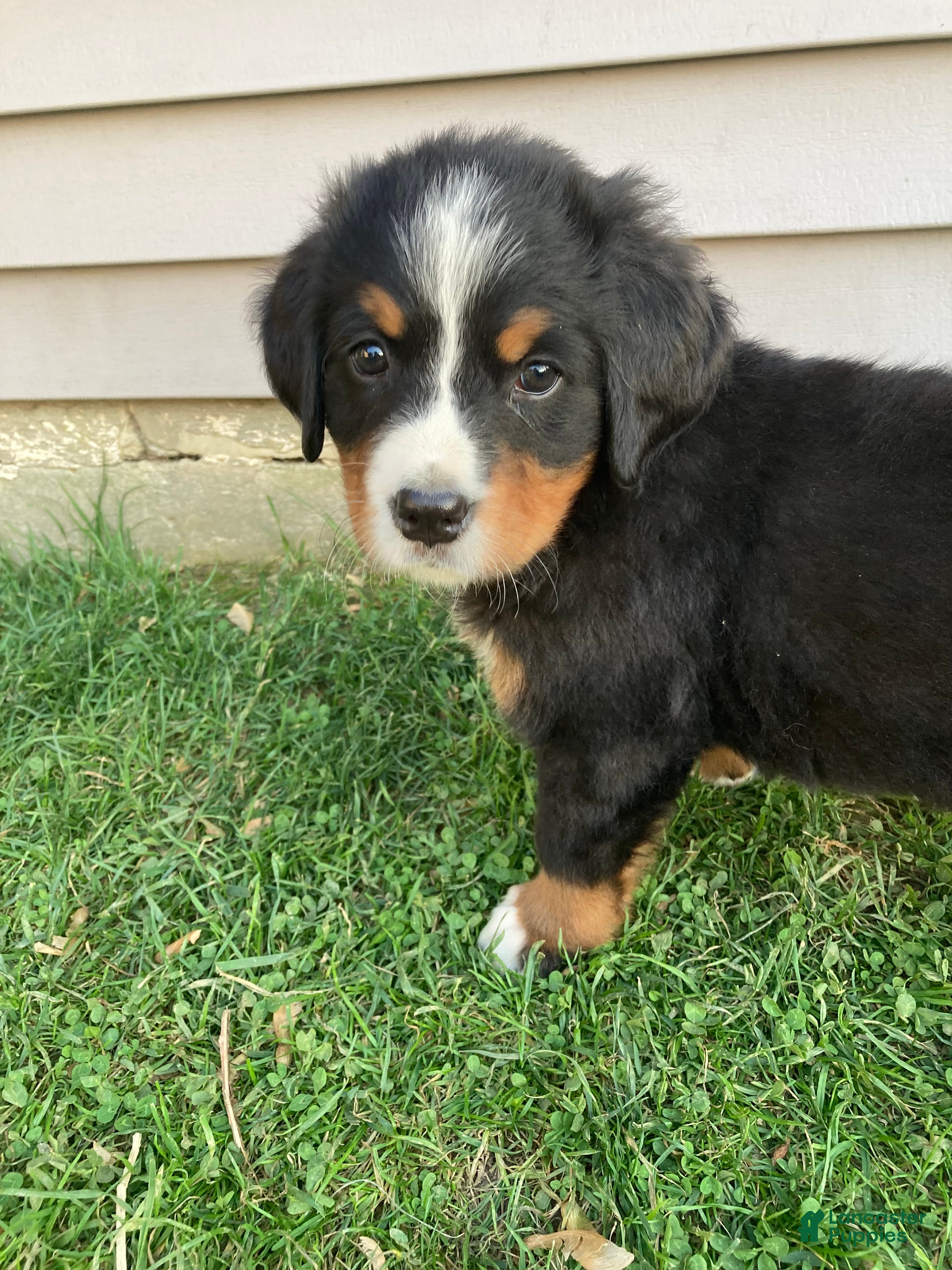 Bernese Mountain Dog dogs Hope - Ad 2