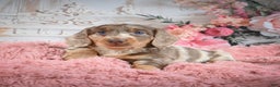Miniature Dachshund dogs for sale: Rolex - Ad 10