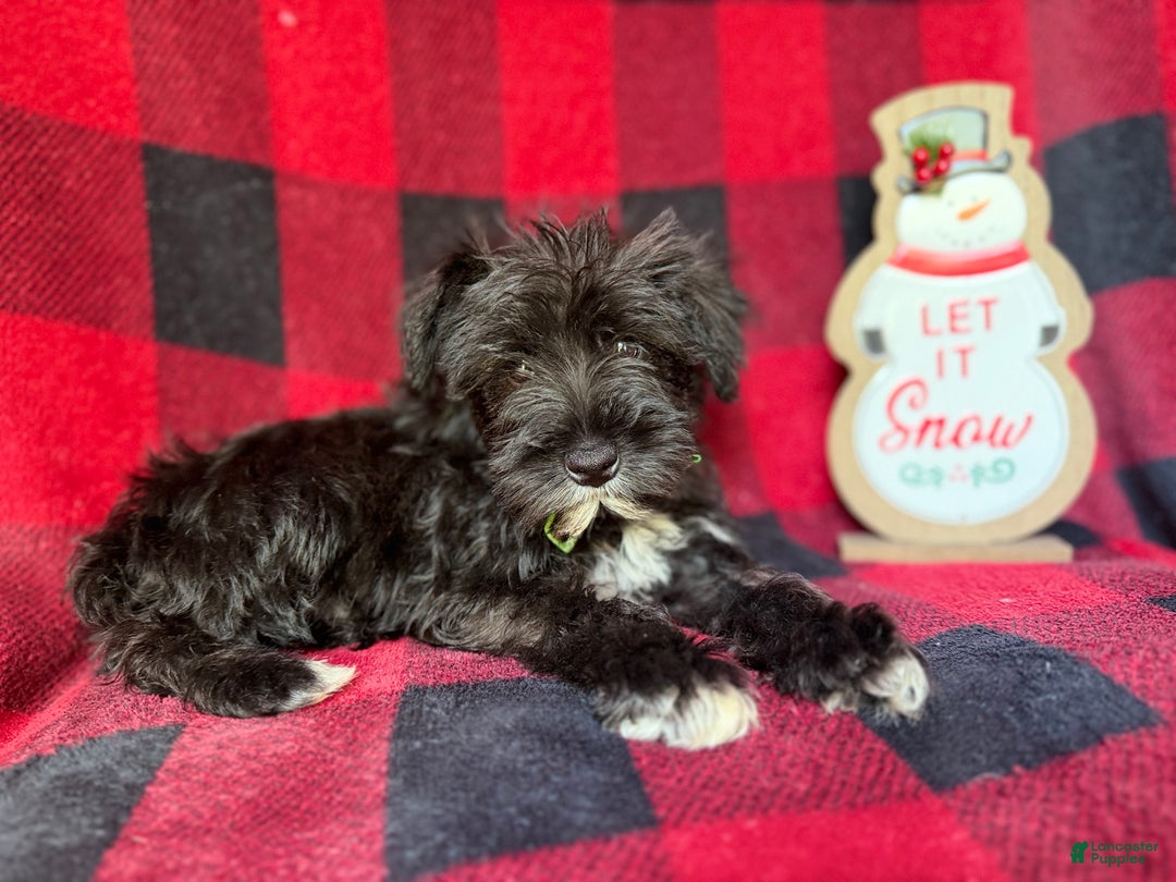 Miniature Schnauzer dogs for sale: Rudolf  - Ad 4