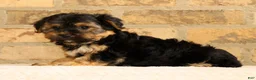 Yochon dogs for sale: Charles - Ad 8