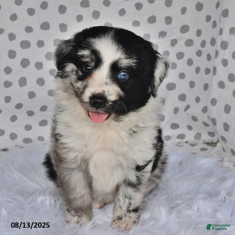 Aussiedoodle Puppies for sale in Baltic, Ohio Lancaster Puppies