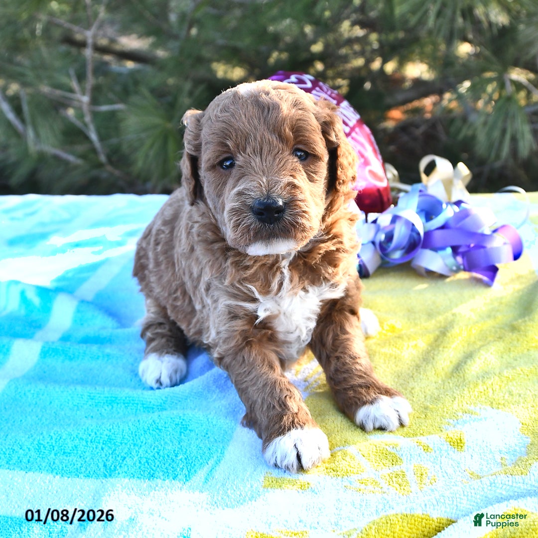 Mini Goldendoodle dogs for sale: Oprah - Ad 3