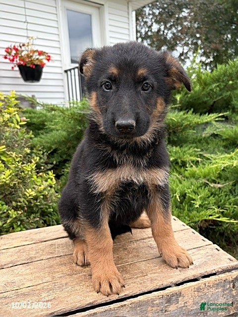 German Shepherd dogs Dolly - Ad 2