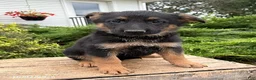 German Shepherd dogs for sale: Dolly - Ad 2