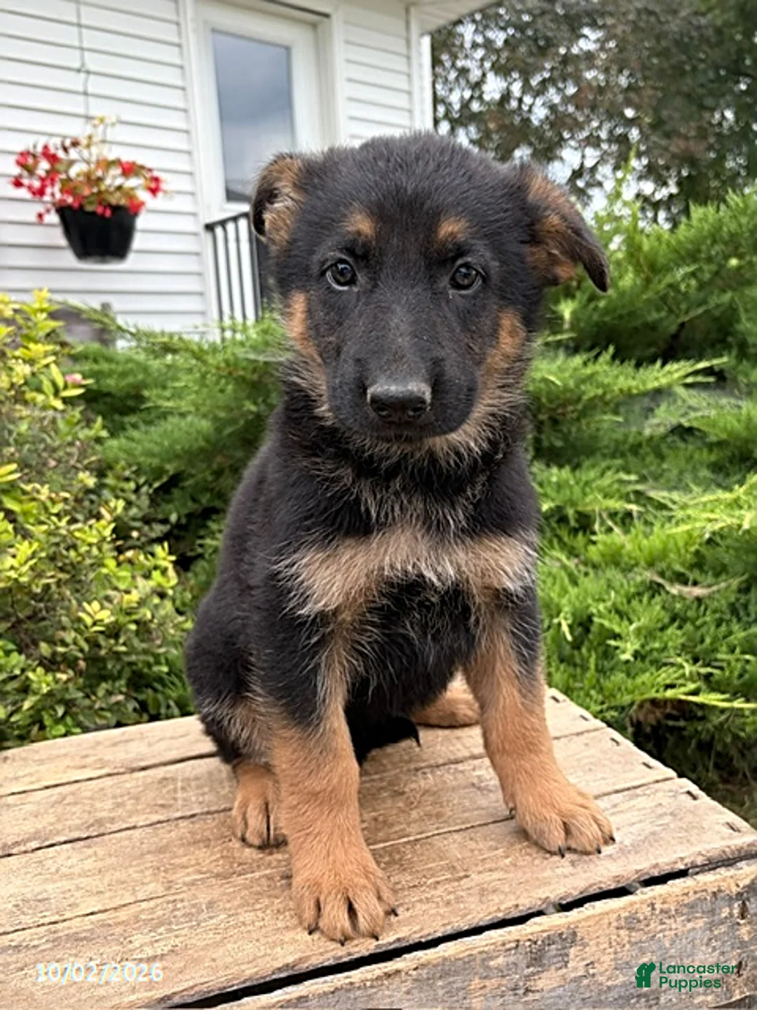 German Shepherd dogs for sale: Dolly - Ad 2