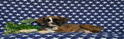 Boxer dogs for sale: Tyrone - Ad 7