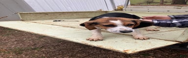Beagle Puppy 4