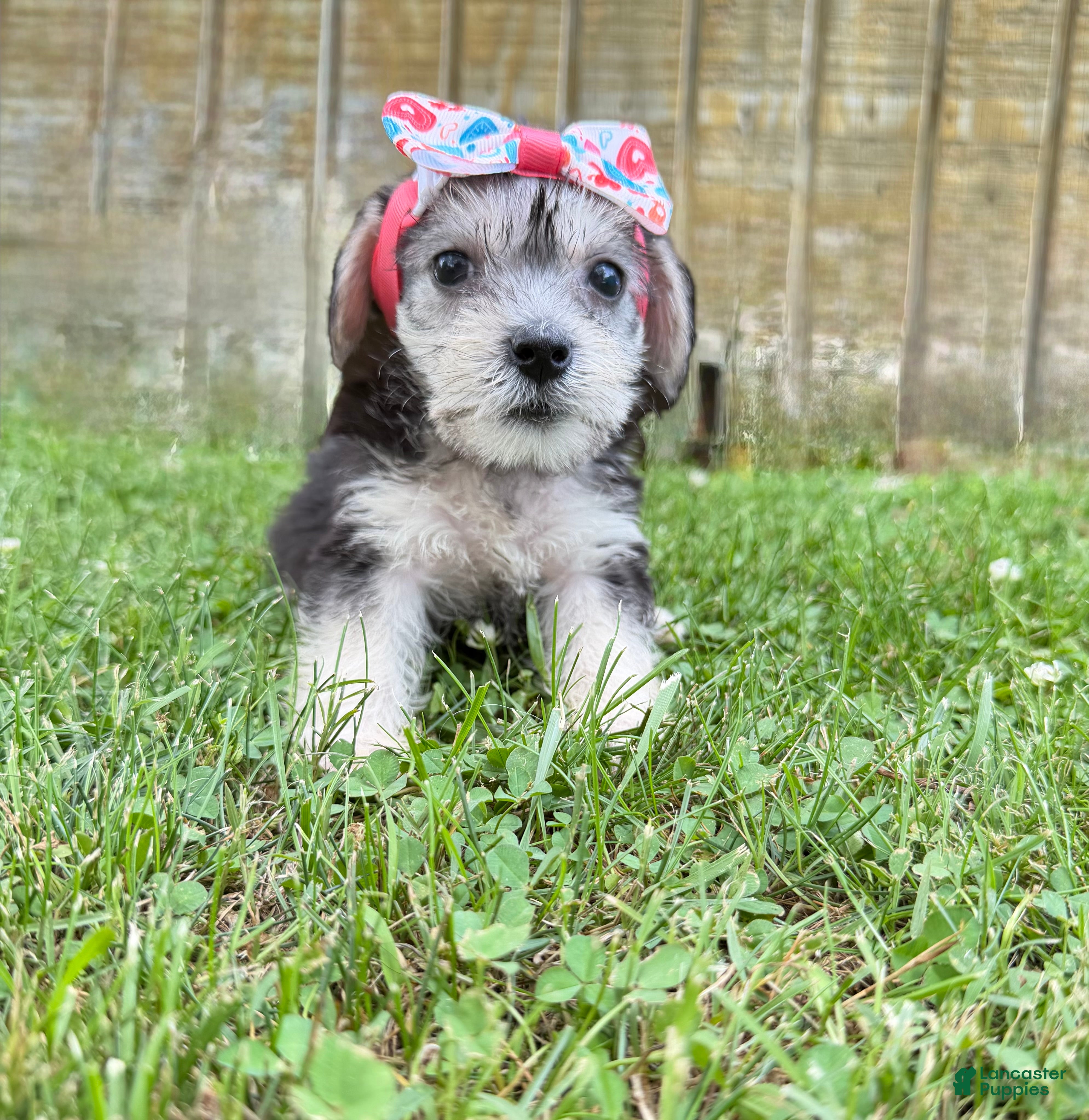 Yorkshire Terrier dogs Daisy  - Ad 1