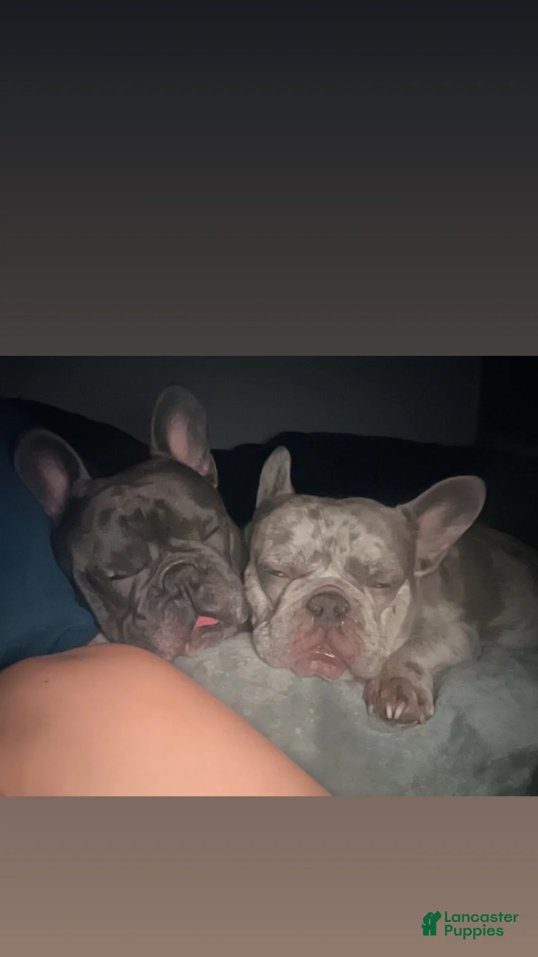 French Bulldog dogs for sale: French Bulldog boy 3 - Ad 2