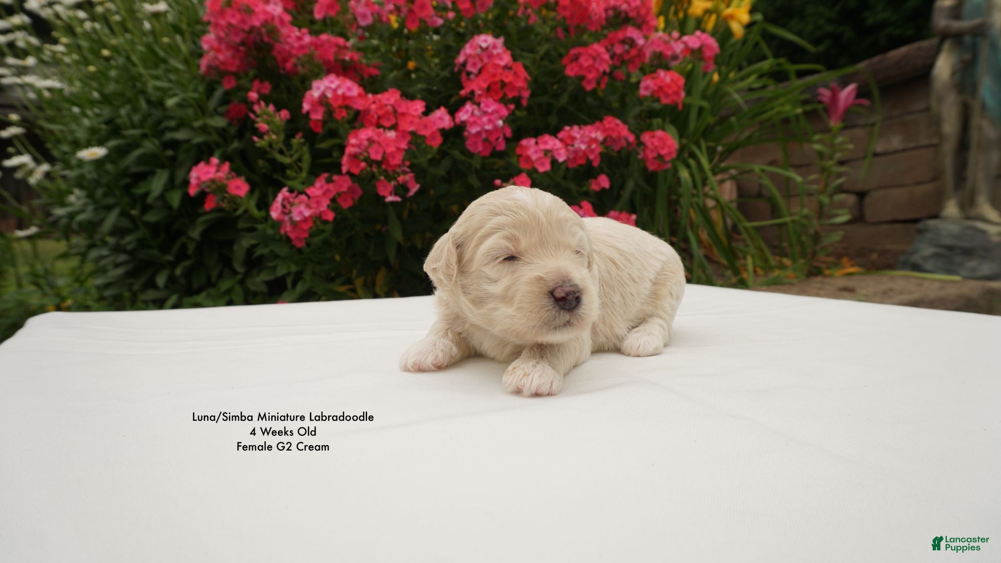 Miniature Labradoodle dogs LS G2 - Ad 2