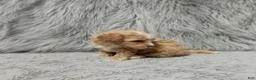 Havapoo dogs for sale: Zoey 🌷 Toy/Minature - Ad 48