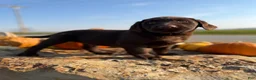 Labrador Retriever dogs for sale: Raptor - Ad 7