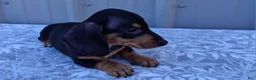 Miniature Dachshund dogs for sale: Elaine - Ad 4