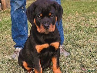 Rottweiler dogs - Ad 17