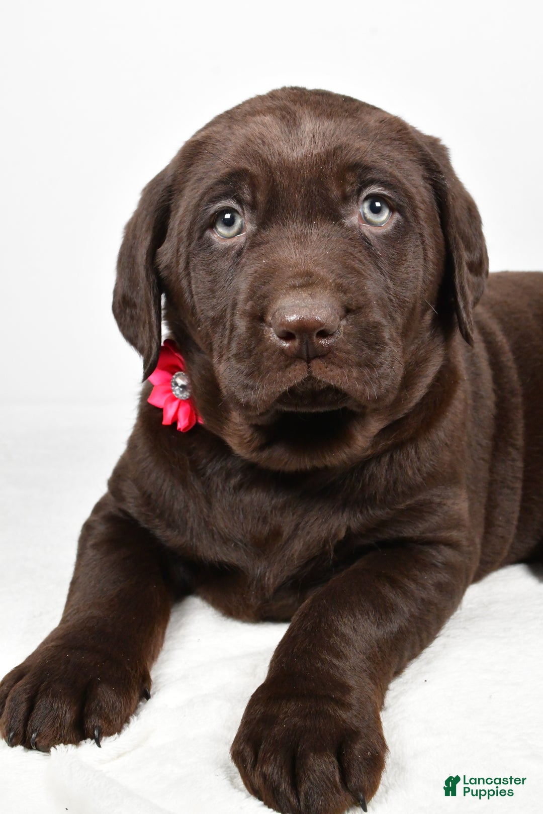 Labrador Retriever dogs for sale: Nancy - Ad 3