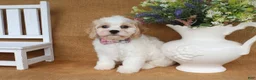 Cavachon dogs for sale: Tucker - Ad 3