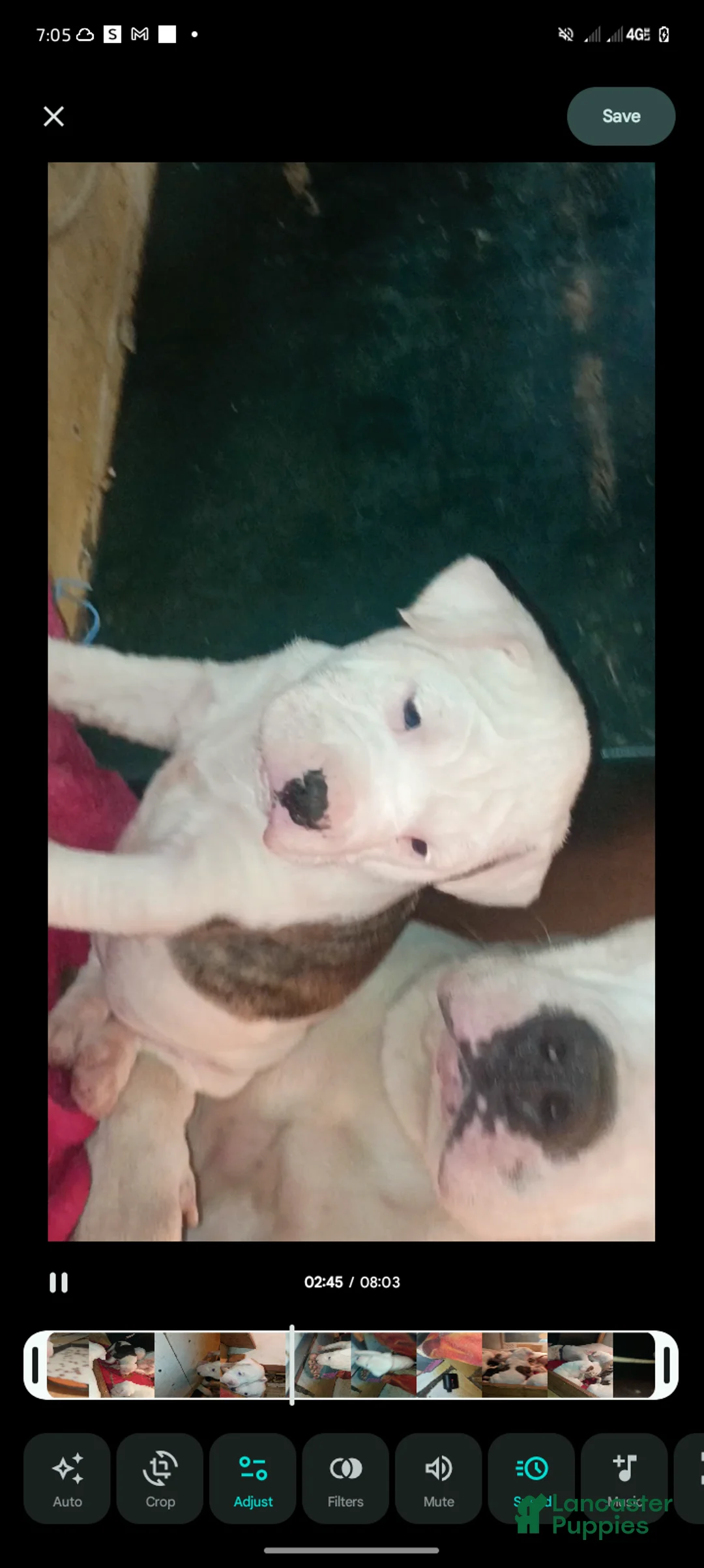 American Staffordshire Terrier dogs for sale: American Staffordshire Terrier Puppy 4 - Ad 2