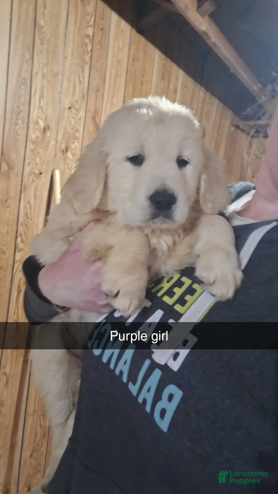 Golden Retriever dogs for sale: Lila - Ad 1