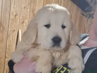 Golden Retriever dogs Lila - Ad 7