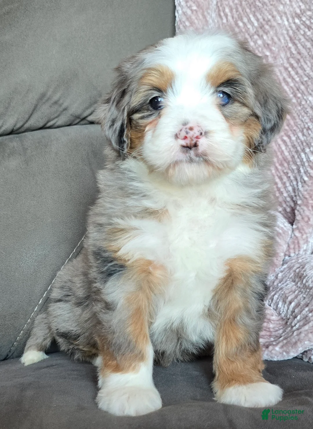Mini Bernedoodle dogs for sale: Mini Oakley - Ad 5